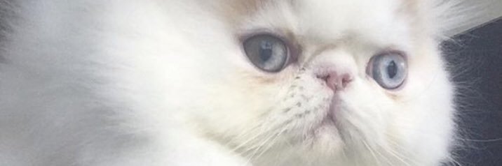 MelHoch's profile banner image