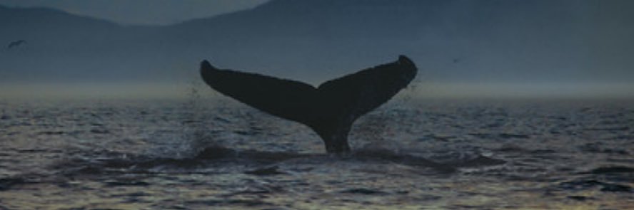 Ghaidaalshareef's profile banner image