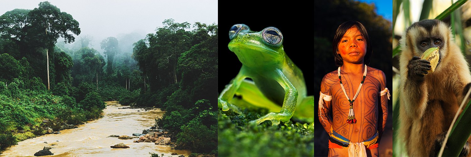 Rainforest Foundation Norway (RFN) banner