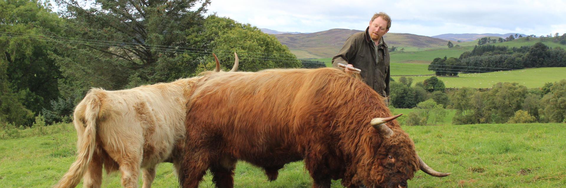 HighlandDrovers's profile banner image