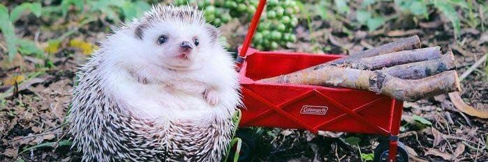 pookus_'s profile banner image