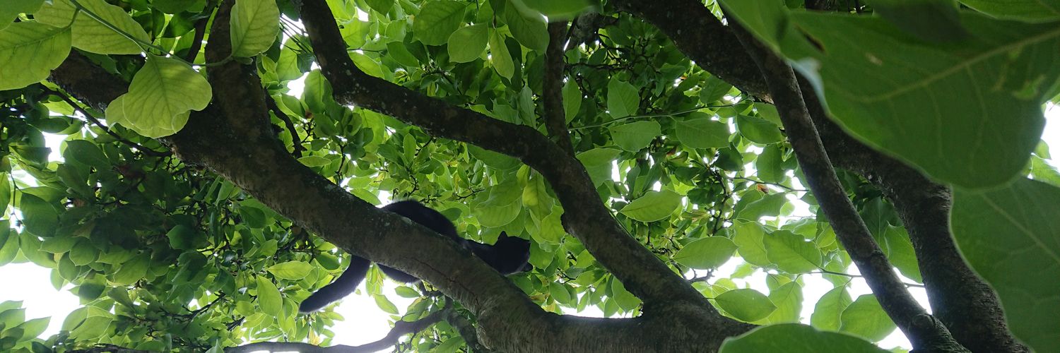 Nadine Niggemeier banner