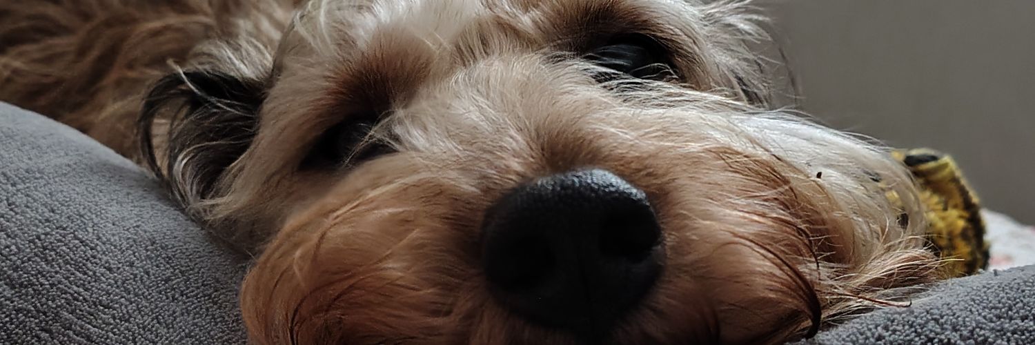 biazmbm's profile banner image