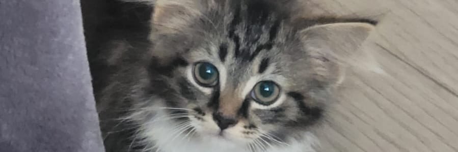 toxictwitte's profile banner image