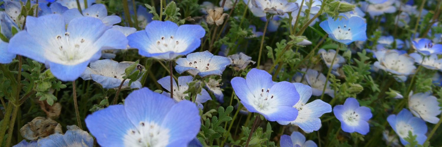 せしょ🙄 banner