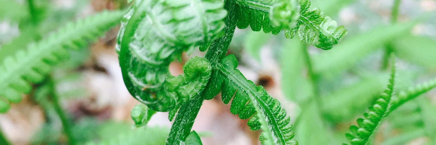 eco_mimi's profile banner image