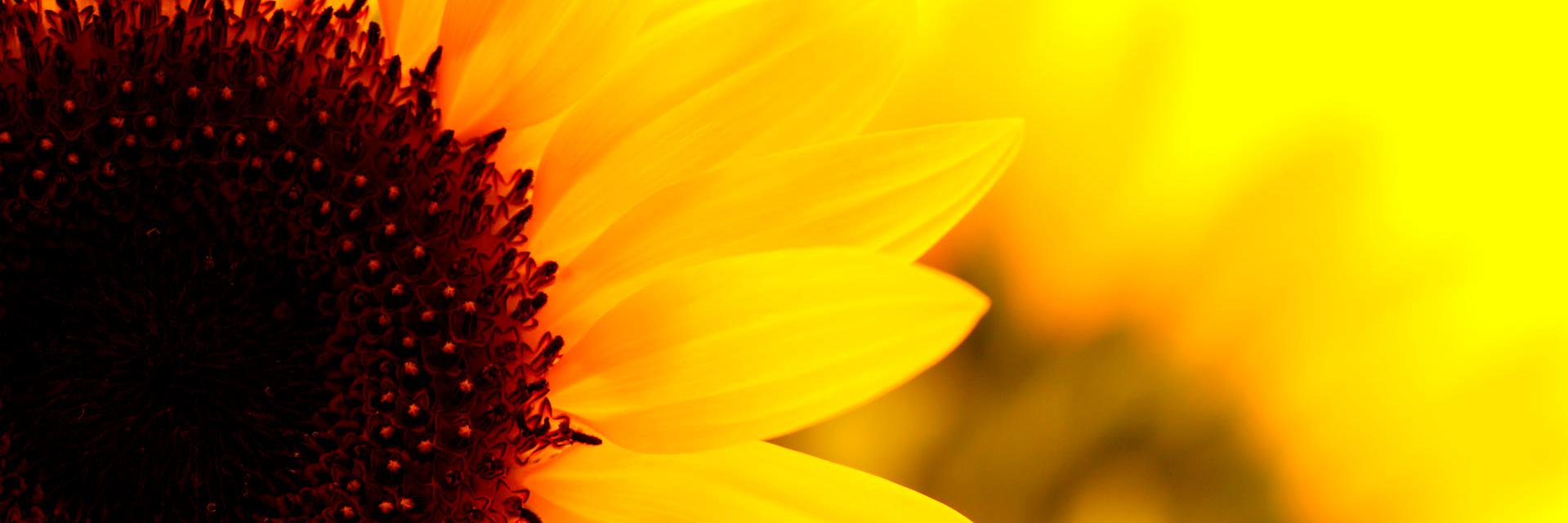 megadearr's profile banner image