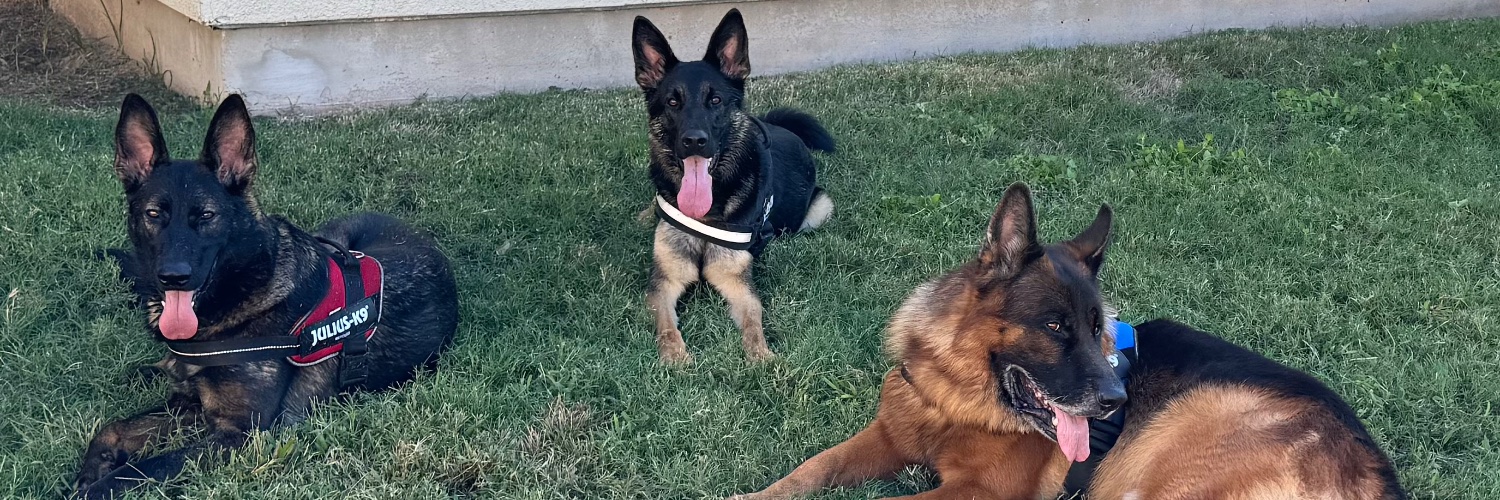 Augie, Jaeger, Otto: three maniacs that own me. banner