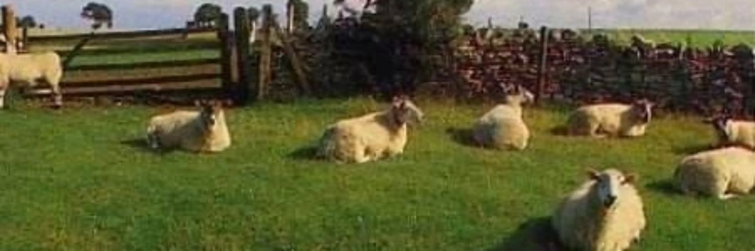 Ambient Sheep banner