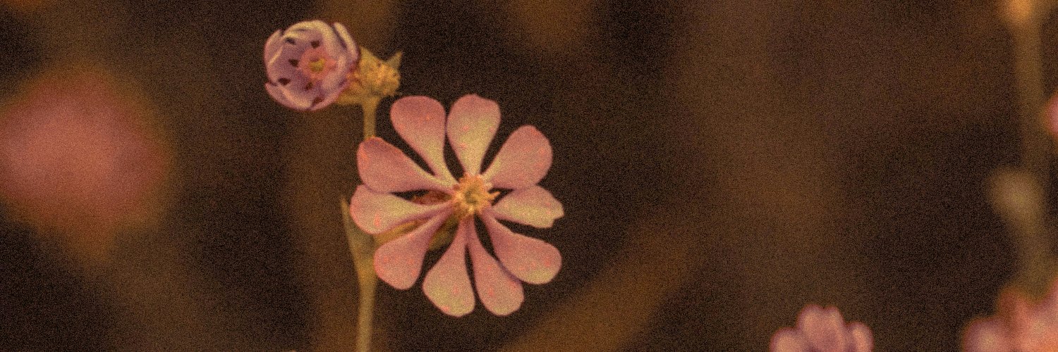 Jasmine banner