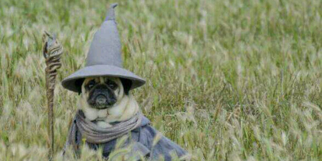 __The_Dog__'s profile banner image