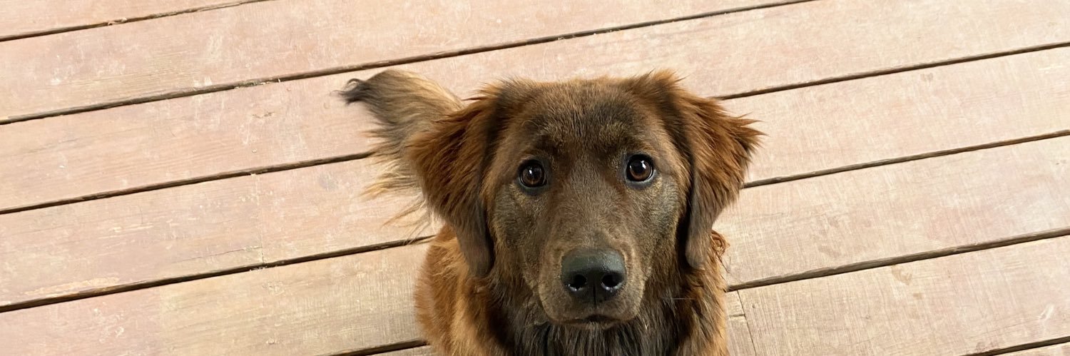 Luca_Pug's profile banner image