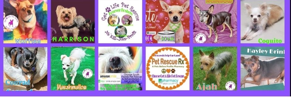 GetALifeRescue's profile banner image