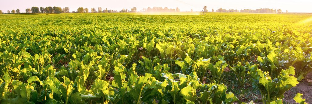 Vive Crop Protection banner