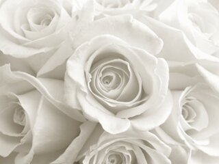 Queen_bgi's profile banner image