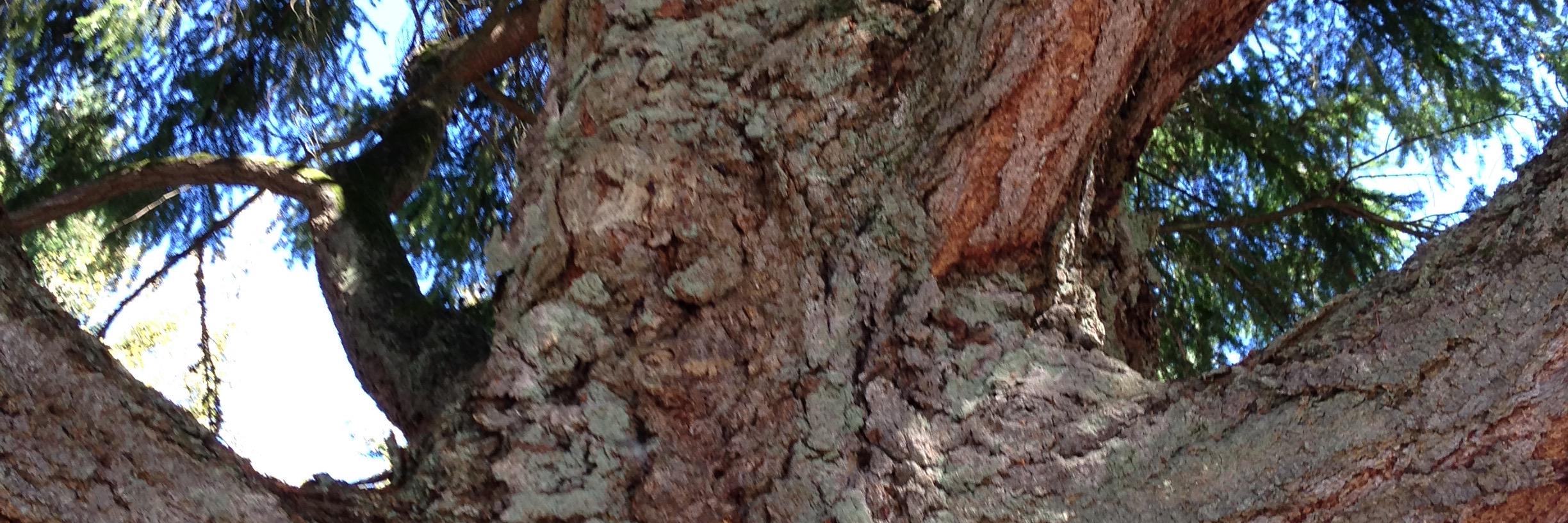 treeoflifejwr's profile banner image