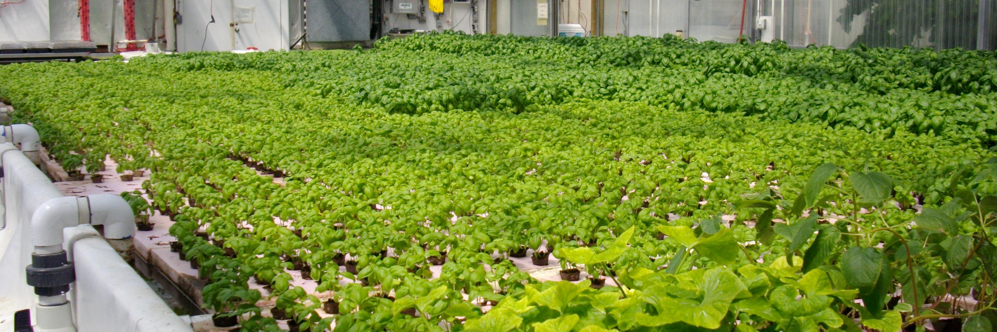 WLHydroponics's profile banner image