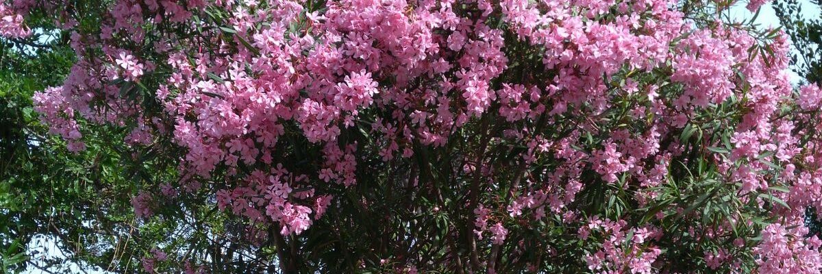 Vamaros94's profile banner image
