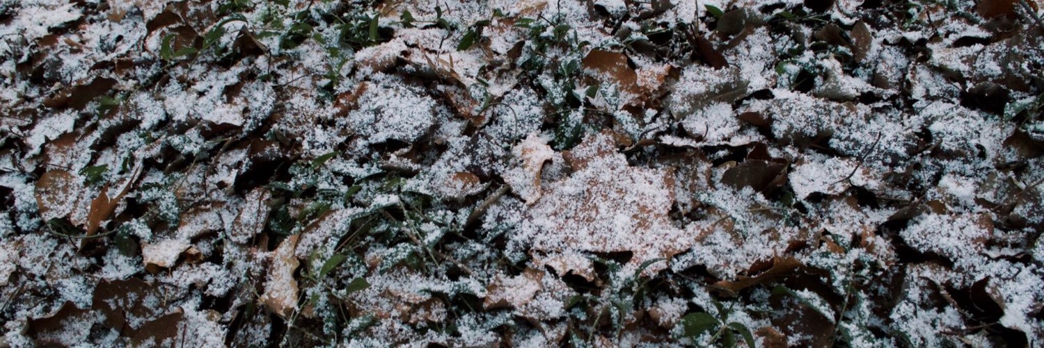 wolfterrain's profile banner image