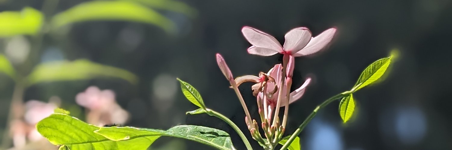 SelbyGardens's profile banner image