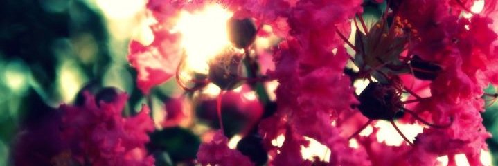 AlyssaKatelin's profile banner image
