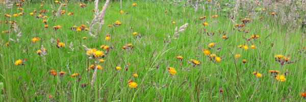 Helenintgarden Profile Banner