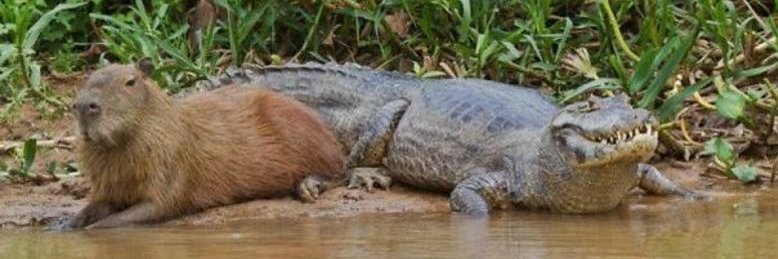 Capivara___'s profile banner image