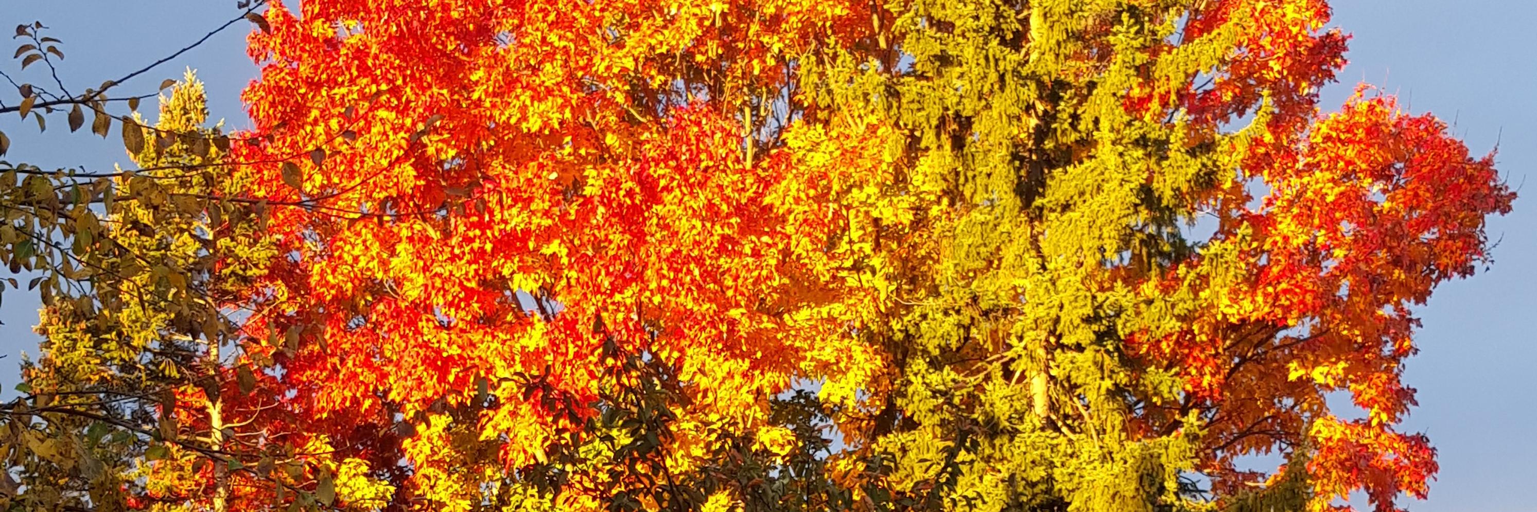 Jeff Smith banner