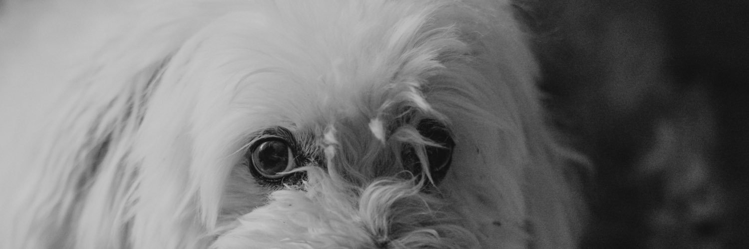 FotoNaries's profile banner image