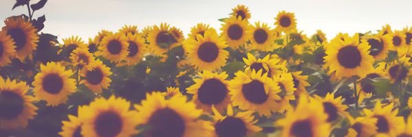 Kali_Dzon's profile banner image