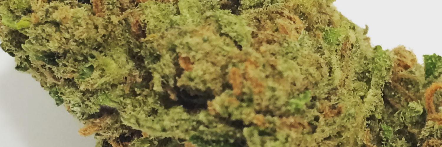 freespiritcali's profile banner image
