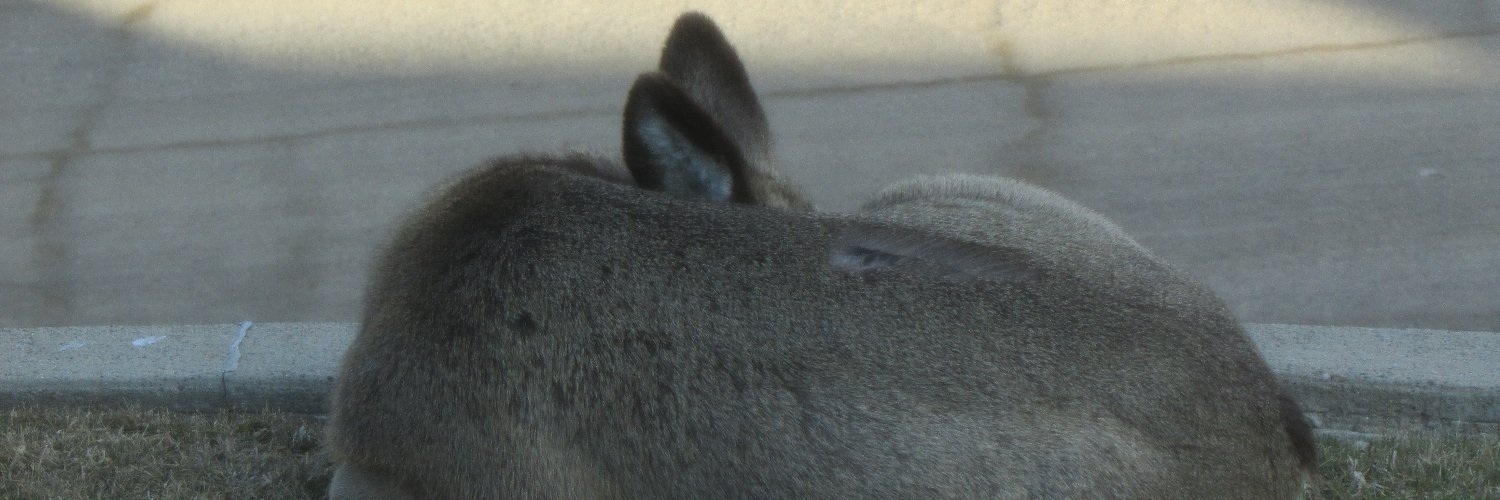 KermelCatLover's profile banner image