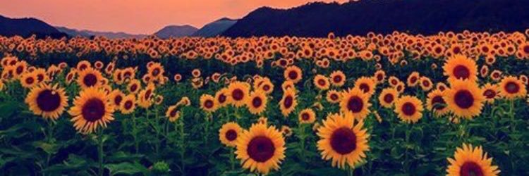 AshlynnCisco's profile banner image