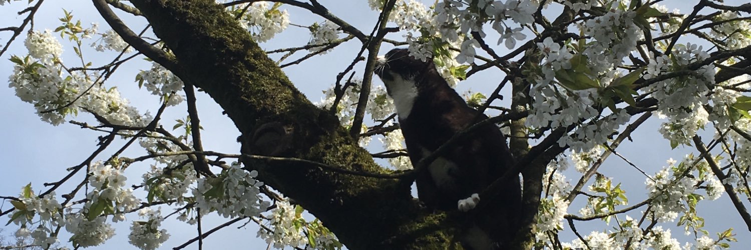 spiegelschild's profile banner image