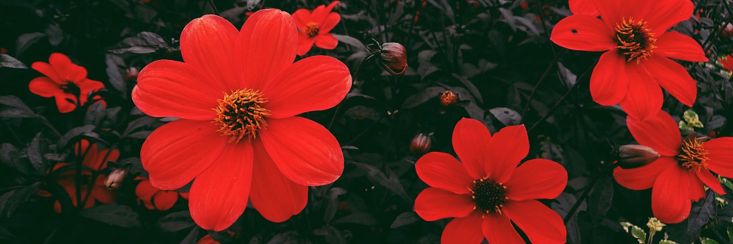 Adoné (sounds like 'add an a') banner