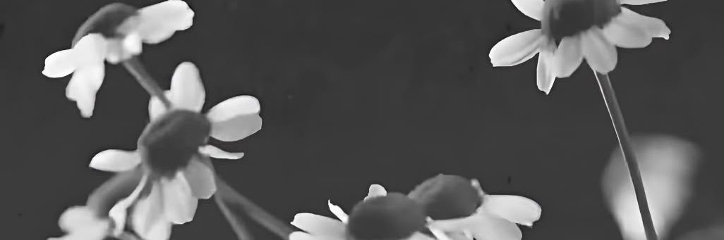 petalbeer's profile banner image