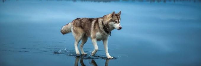 Mamba Mentality banner