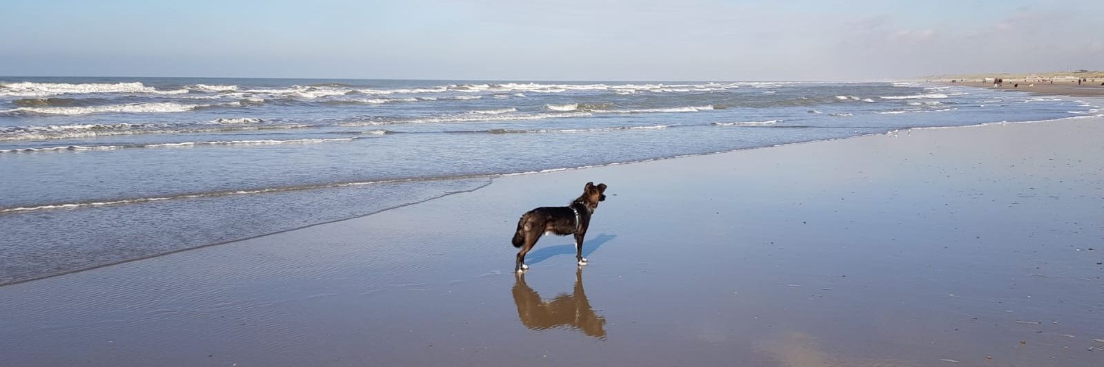 maardewijn's profile banner image