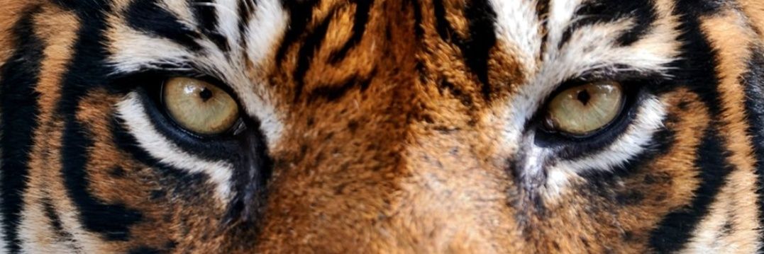 rosamariaC76's profile banner image