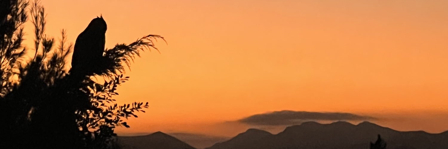 Sarah Schachner banner