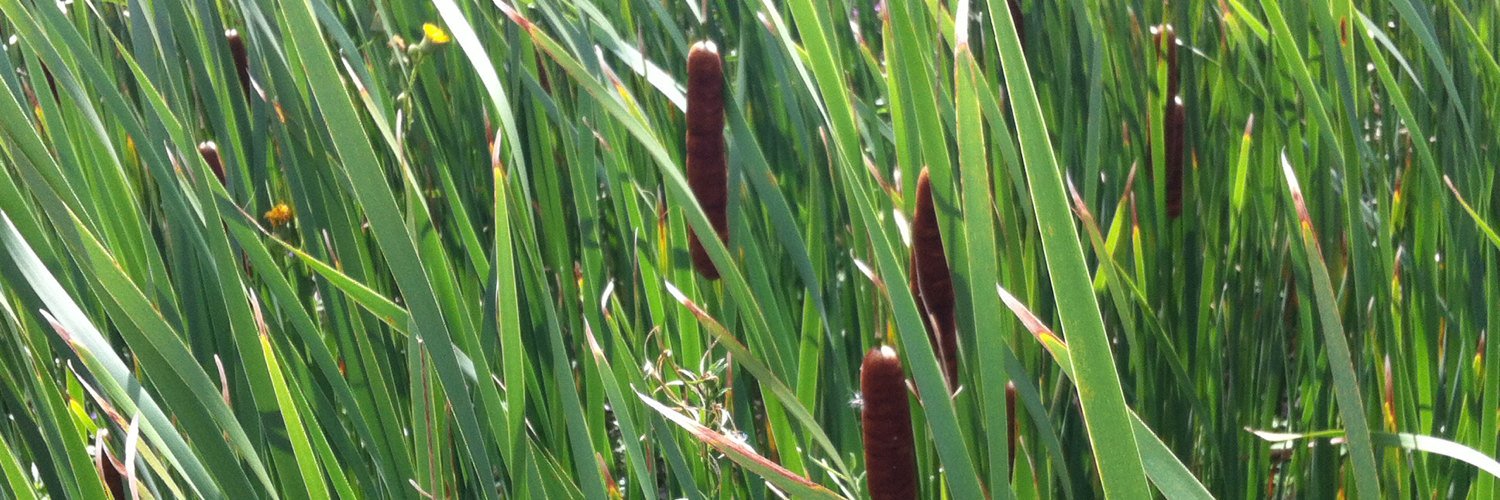 Rhiannon McIntosh banner