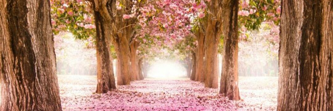 PamelAndrea_'s profile banner image