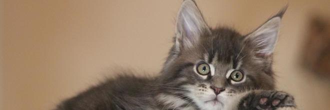 MaineCoonGuide's profile banner image
