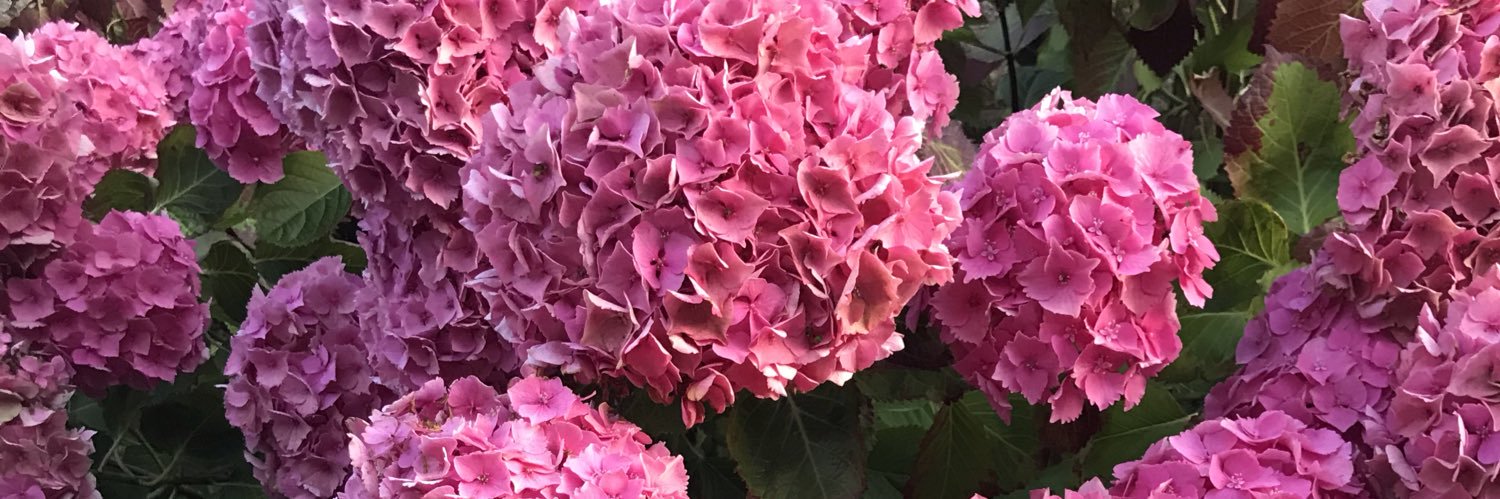 graceahmb's profile banner image