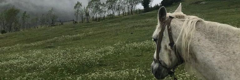 _mevizaa's profile banner image