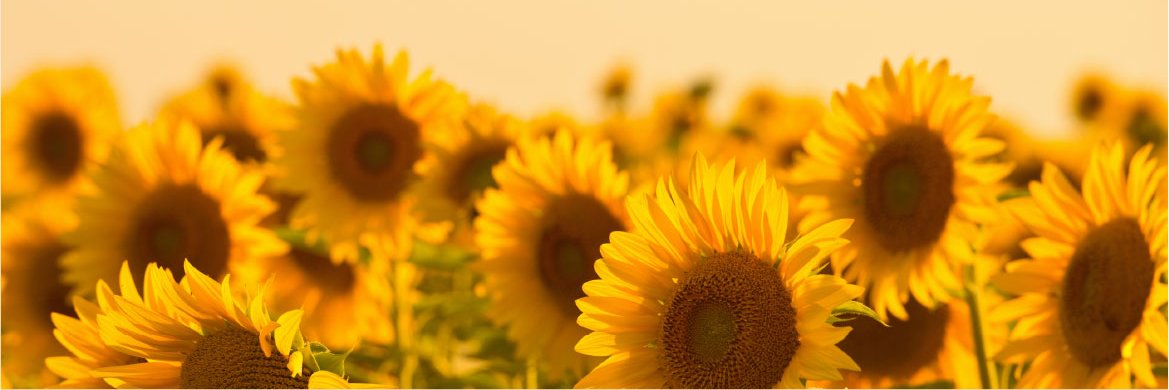 cssTricky's profile banner image