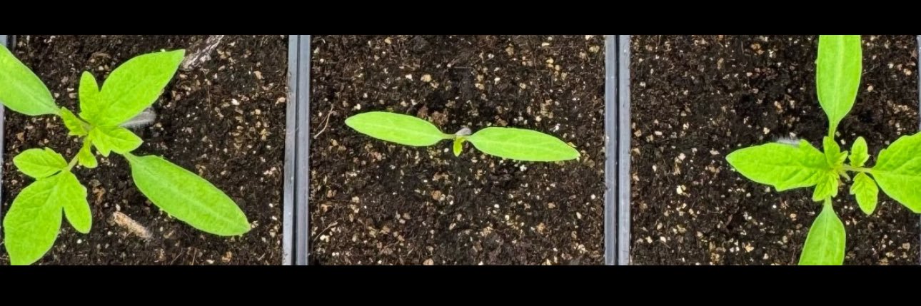 Karam MOSTAFA banner