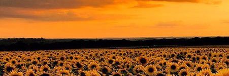 Ryanna Lee Kulmer ✨💛 banner