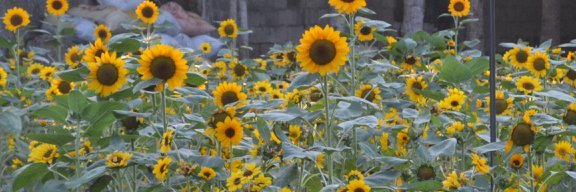 Itsmeellykun's profile banner image
