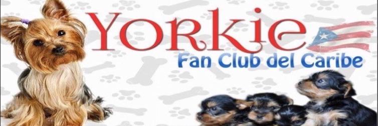 YorkieFanCaribe's profile banner image